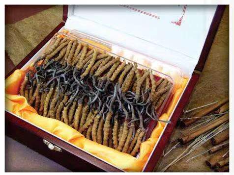 土默特右冬虫夏草回收